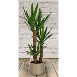 Yucca Plant 1m  