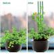 Ambassador Support Canes 4.5/5mm x 60cm Pack 25's