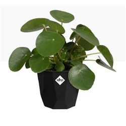 Elho B.For Rock 14cm Display Pot LIVING BLACK