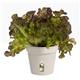 Elho Green Basics Grow Pot 13cm COTTON WHITE