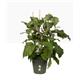 Elho Green Basics Grow Pot 13cm LIVING BLACK