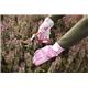 Spear & Jackson Kew Pink Gardening Gloves Medium