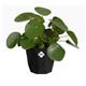Elho B.For Rock 14cm Display Pot LIVING BLACK