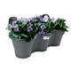 Elho Corsica Easy Hanger Trio ANTHRACITE Planter