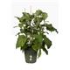 Elho Green Basics Grow Pot 19cm LEAF GREEN