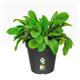 Elho Green Basics Grow Pot 19cm LIVING BLACK