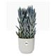 Elho Vibes Fold Round 14cm Display INDOOR Pot SILKY WHITE