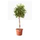 Elho Cilindro Wheeled Pot 40cm TERRACOTTA