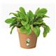 Elho Green Basics Grow Pot 13cm TERRACOTTA