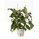 Elho Green Basics Grow Pot 13cm COTTON WHITE
