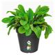 Elho Green Basics Grow Pot 13cm LIVING BLACK