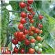 Power Grow Tomato Food 1 Litre