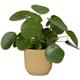 Elho Vibes Fold Round 14cm Display Pot BUTTER YELLOW