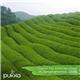 Pukka Tea Clean Matcha Green Envelopes 20's