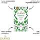 Pukka Tea Radiance Organic Envelopes 20's
