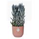 Elho Vibes Fold Round 14cm Display INDOOR Pot DELICATE PINK - PACK (8)