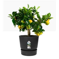 Elho Greenville Round INDOOR Pot & Base LIVING BLACK 25cm
