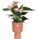 Elho Vibes Fold Coupe Tall INDOOR Pot 14cm DELICATE PINK - PACK (4)