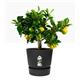 Elho Greenville Round INDOOR Pot & Base LIVING BLACK 25cm