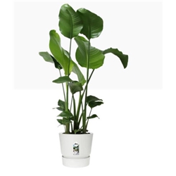 Elho Greenville Round INDOOR Pot & Base WHITE 30cm - PACK (5)