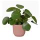 Elho Vibes Fold Round 25cm Display INDOOR Pot DELICATE PINK