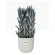 Elho Vibes Fold Round 25cm Display INDOOR Pot SILKY WHITE