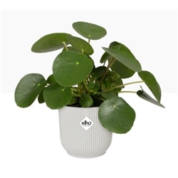 Elho Vibes Fold Round 25cm Display INDOOR Pot SILKY WHITE