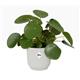Elho Vibes Fold Round 25cm Display INDOOR Pot SILKY WHITE