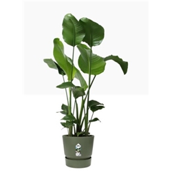 Elho Greenville Round INDOOR Pot & Base GREEN 30cm