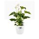 Elho Brussels Large Round INDOOR Pot Wheeled 40cm WHITE