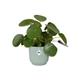 Elho Vibes Fold Round 14cm Display INDOOR Planter SORBET GREEN